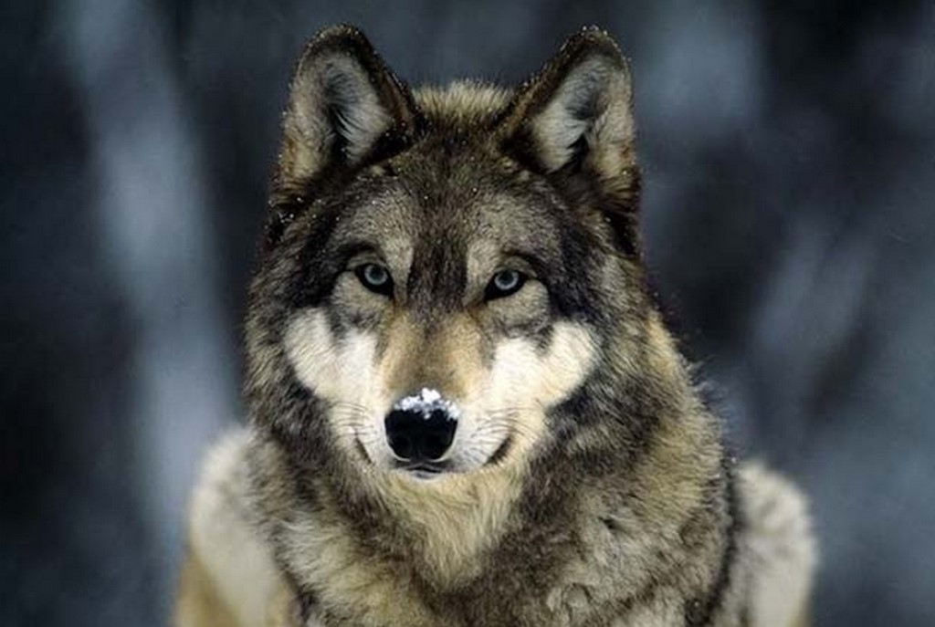 Women Who Run with the Wolves